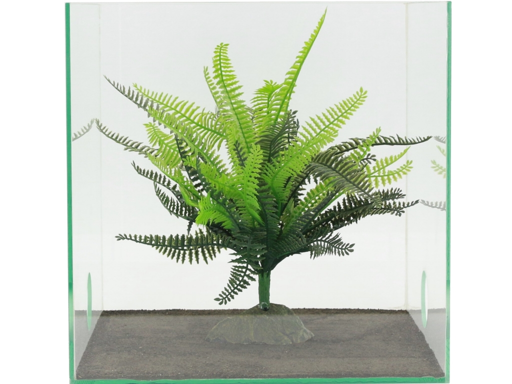 Fern - 29cm